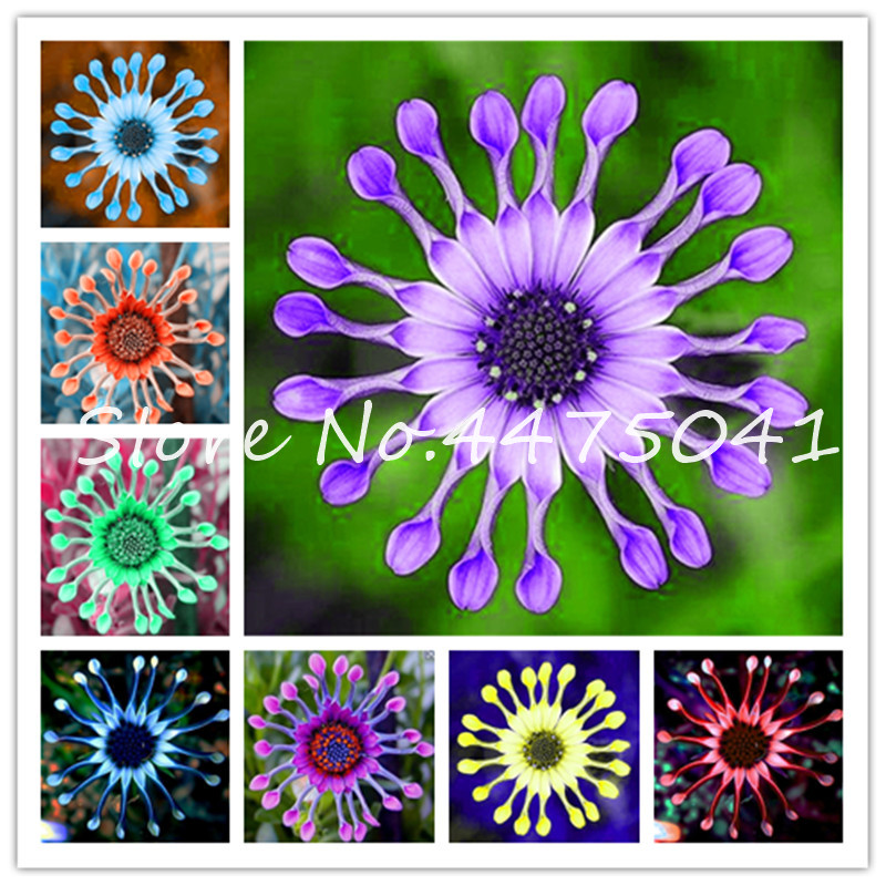 200 Pcs Colorful Osteospermum Bonsai plant seeds, Blue Eyed Daisy Flower Bonsai Plant, Natural Growth Farm Perennial Home Garden Decoration
200 Pcs Colorful Osteospermum Bonsai plant seeds, Blue Eyed Daisy Flower Bonsai Plant, Natural Growth Farm Perennial Home Garden Decoration