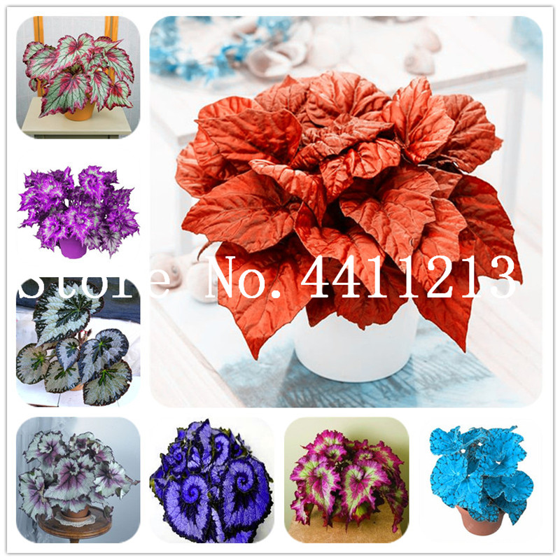 Hot Sale! 100 Pcs Rare Exotic Color Begonia, Begonia Bonsai flowers Indoor Potted Plants for Home Garden Balcony Coleus Bonsai Easy to grow
Hot Sale! 100 Pcs Rare Exotic Color Begonia, Begonia Bonsai flowers Indoor Potted Plants for Home Garden Balcony Coleus Bonsai Easy to grow