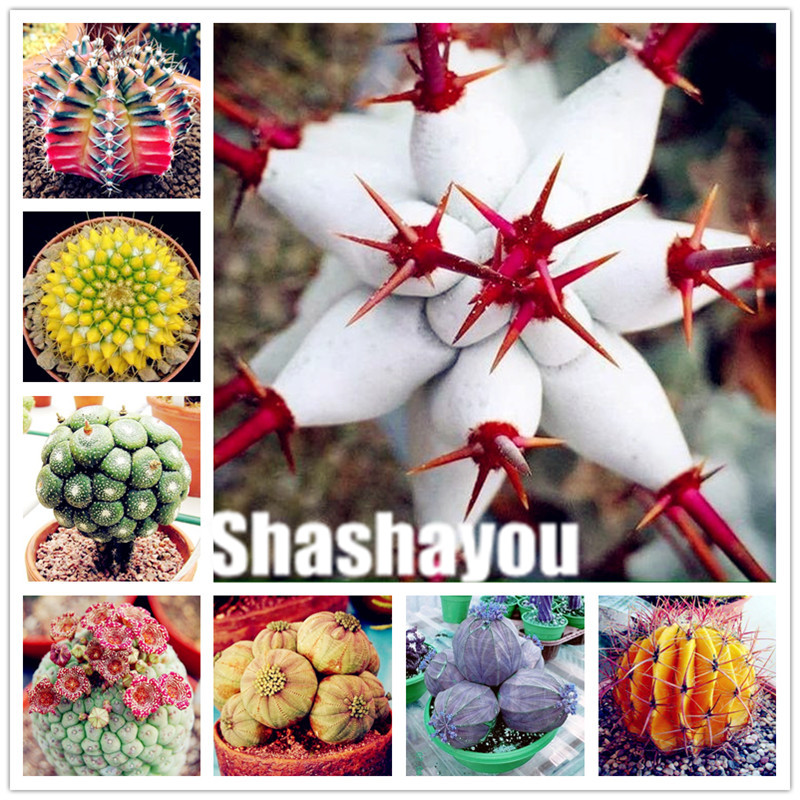 

1000 pcs per bag Real mini Euphorbia obesa flores, Mixed Cactus Succulents Plants Bonsai seeds perennial plant,bonsai plant for home garden