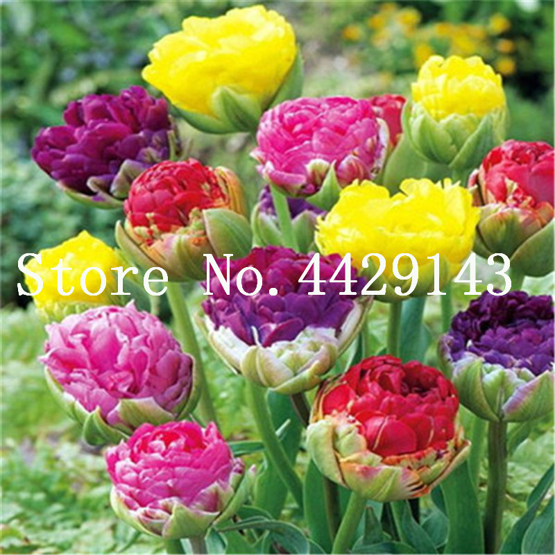 Hot Sale cheap 100 pcs Tulip Bonsai plant seeds Mixed Tulip Flower Indoor Bonsai Plant Flowers, plant seeds for home & garden Easy to Grow
Hot Sale cheap 100 pcs Tulip Bonsai plant seeds Mixed Tulip Flower Indoor Bonsai Plant Flowers, plant seeds for home & garden Easy to Grow