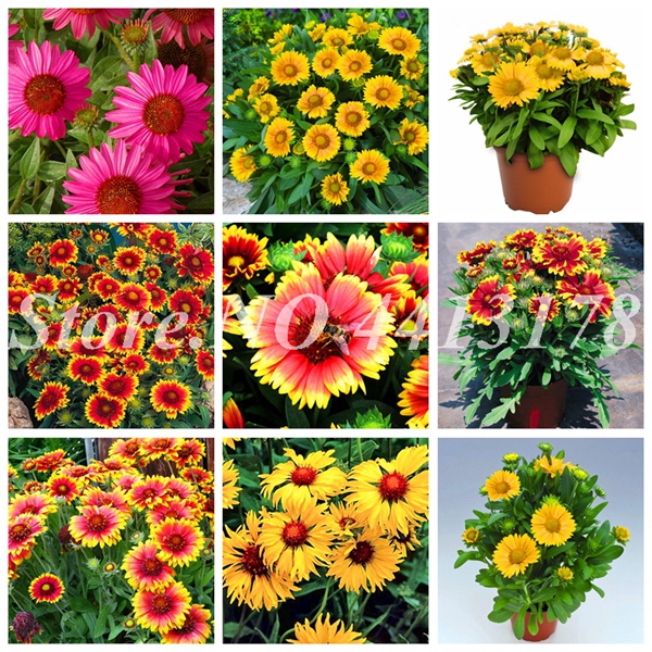 200 pcs/ bag Imported Bonsai plant seeds Potted Gaillardia Flower Home Garden Courtyard Plant Outdoor Blooming Sementes De Flores Easy Grow
200 pcs/ bag Imported Bonsai plant seeds Potted Gaillardia Flower Home Garden Courtyard Plant Outdoor Blooming Sementes De Flores Easy Grow