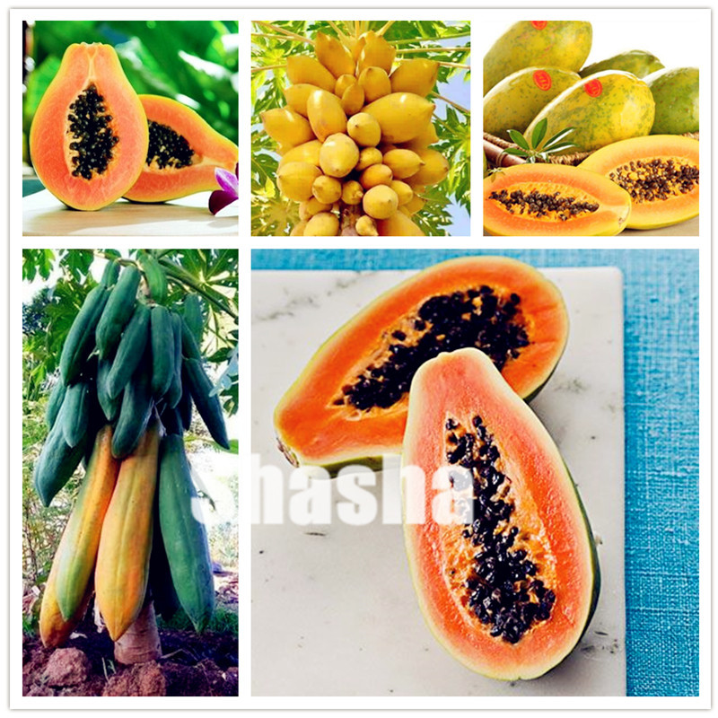 50 pcs Sweet Maradol Papaya bonsai seeds Outdoor Edible Tropical Juicy Jardin Fruit Heirloom Organic Garden Dwarf Fruit Tree plants
50 pcs Sweet Maradol Papaya bonsai seeds Outdoor Edible Tropical Juicy Jardin Fruit Heirloom Organic Garden Dwarf Fruit Tree plants