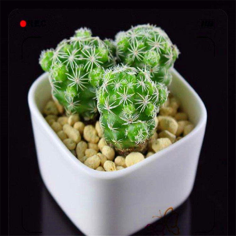 Promotion! 500pcs Seeds rare cactus Decor planters Flower Bonsai Perennial Flower Plant for Home Garden Pot
Promotion! 500pcs Seeds rare cactus Decor planters Flower Bonsai Perennial Flower Plant for Home Garden Pot