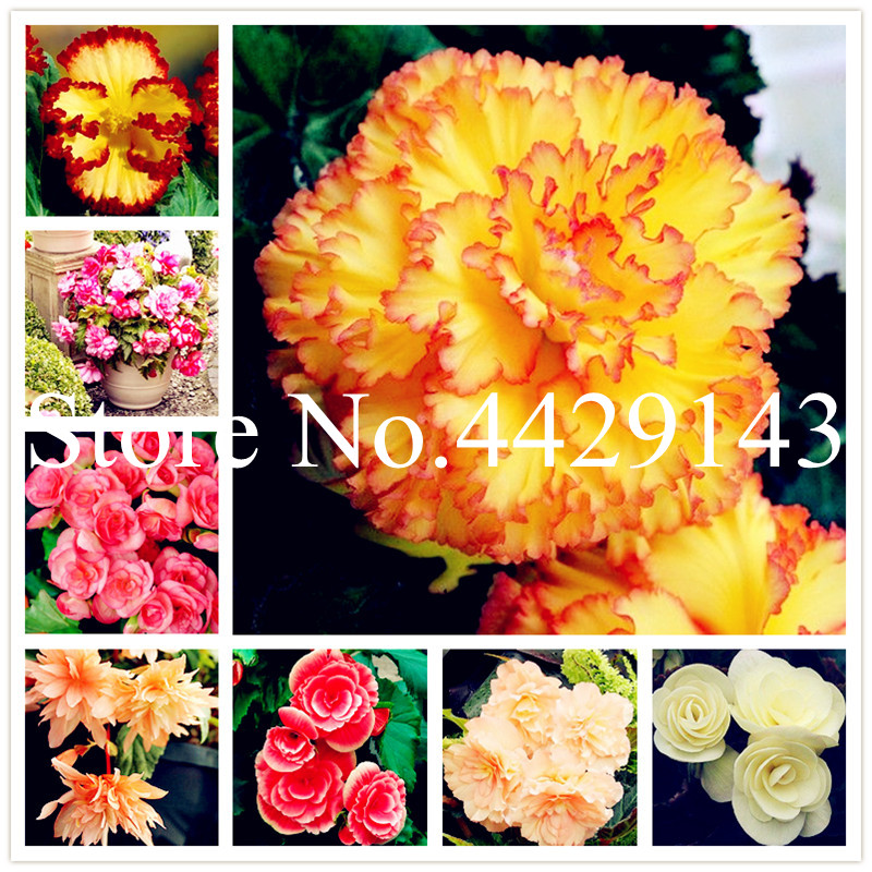 Free Shipping 200 Pcs/bag Decoration Beautiful Begonia Flower Potted Bonsai plant seeds Garden Wall Plant Home Decoration For Christmas Tree
Free Shipping 200 Pcs/bag Decoration Beautiful Begonia Flower Potted Bonsai plant seeds Garden Wall Plant Home Decoration For Christmas Tree