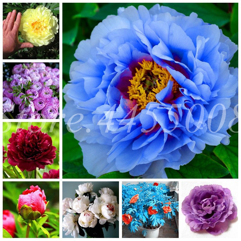 Promotion!50 Pcs/ Bag Rare Double Peony Seeds planters Bonsai plants flower Clean air Decorated garden & balcony
Promotion!50 Pcs/ Bag Rare Double Peony Seeds planters Bonsai plants flower Clean air Decorated garden & balcony