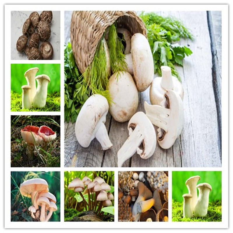 100 Pcs/bag Hot Sale Mushroom bonsai Plant Amazing Edible Health Vegetables For Happy Farm Planting
100 Pcs/bag Hot Sale Mushroom bonsai Plant Amazing Edible Health Vegetables For Happy Farm Planting
