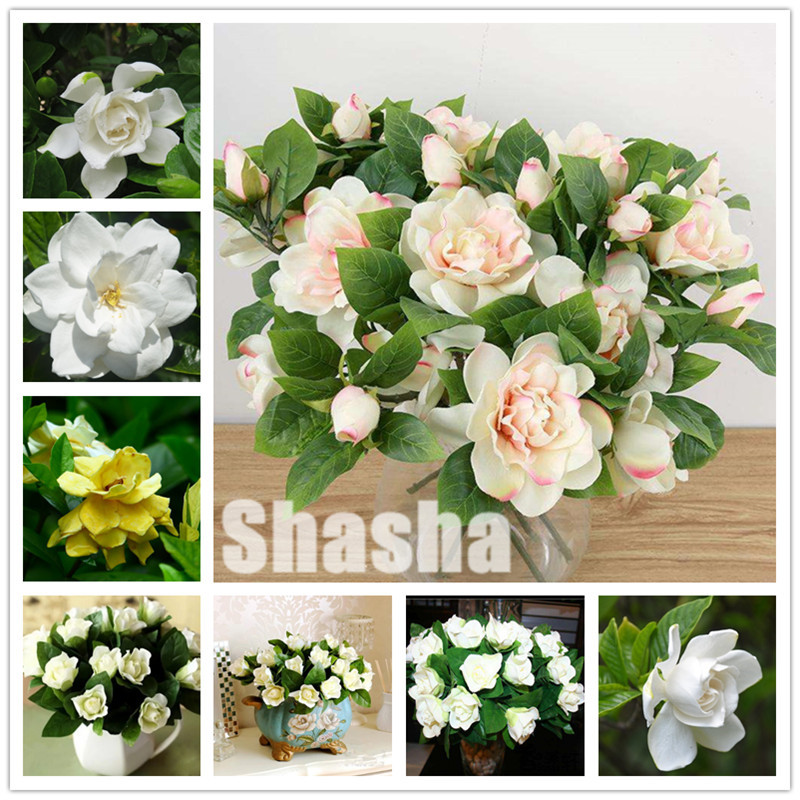 200 Pcs/Lot Gardenia Bonsai Plants seeds Indoor Flower Tree Plants Cape Jasmine Flower flores Beautiful Home Garden Potted Flowers
200 Pcs/Lot Gardenia Bonsai Plants seeds Indoor Flower Tree Plants Cape Jasmine Flower flores Beautiful Home Garden Potted Flowers