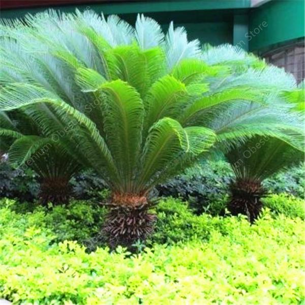 Sale! 20 Pieces/bag Blue Cycas bonsai seeds, sago palm tree plant, cycad bonsai, rare potted plants for family garden shipping
Sale! 20 Pieces/bag Blue Cycas bonsai seeds, sago palm tree plant, cycad bonsai, rare potted plants for family garden shipping
