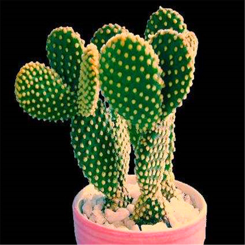 Promotion! 300pcs rare cactus Seeds Decor planters Bonsai plants flower home garden pot plants Clean air Decorated garden & balcony
Promotion! 300pcs rare cactus Seeds Decor planters Bonsai plants flower home garden pot plants Clean air Decorated garden & balcony