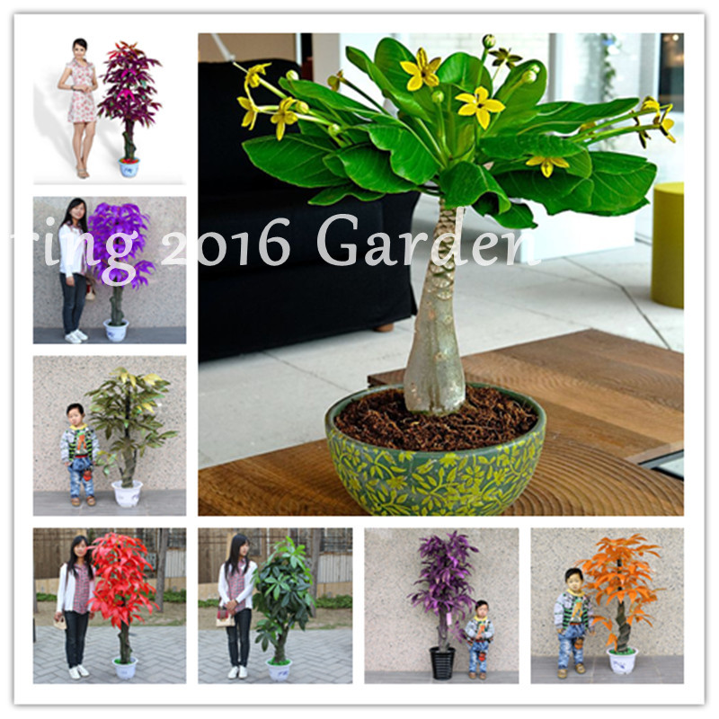 5 pcs Pachira Macrocarpa 100% True Bonsai Tree seeds Pachira Money Tree for Home Garden Plant For Mini Garden And Office
5 pcs Pachira Macrocarpa 100% True Bonsai Tree seeds Pachira Money Tree for Home Garden Plant For Mini Garden And Office