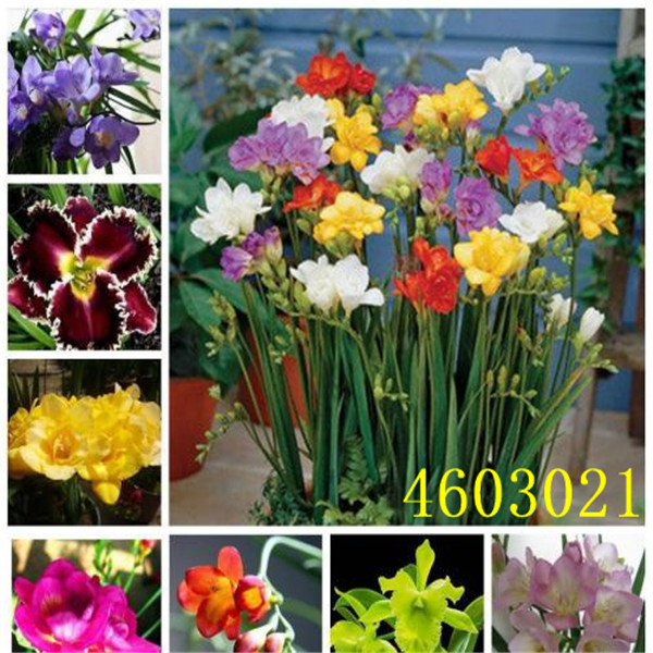 300 Pcs Mix freesia bonsai seeds, gorgeous DIY home garden colorful & fragrant flower plant cut flower ,yard balcony decoration
300 Pcs Mix freesia bonsai seeds, gorgeous DIY home garden colorful & fragrant flower plant cut flower ,yard balcony decoration