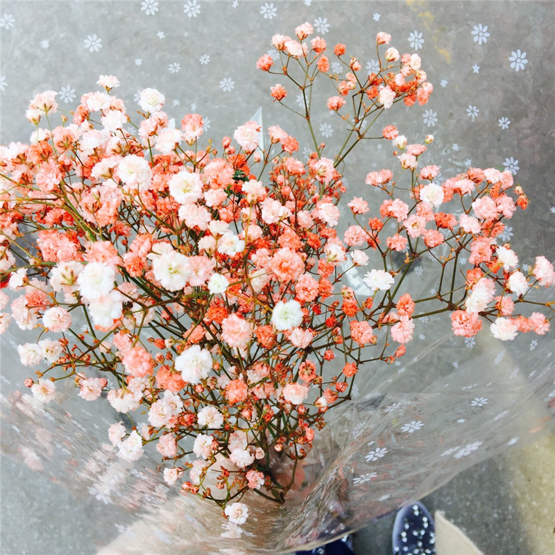 100 Pcs seeds Gypsophila Paniculata Flower Perennial Garden Flore Bonsai Ornamental Flowers Potted Outdoor Decor Natural Growth Variety of Colors Aerobic Potted
100 Pcs seeds Gypsophila Paniculata Flower Perennial Garden Flore Bonsai Ornamental Flowers Potted Outdoor Decor Natural Growth Variety of Colors Aerobic Potted
