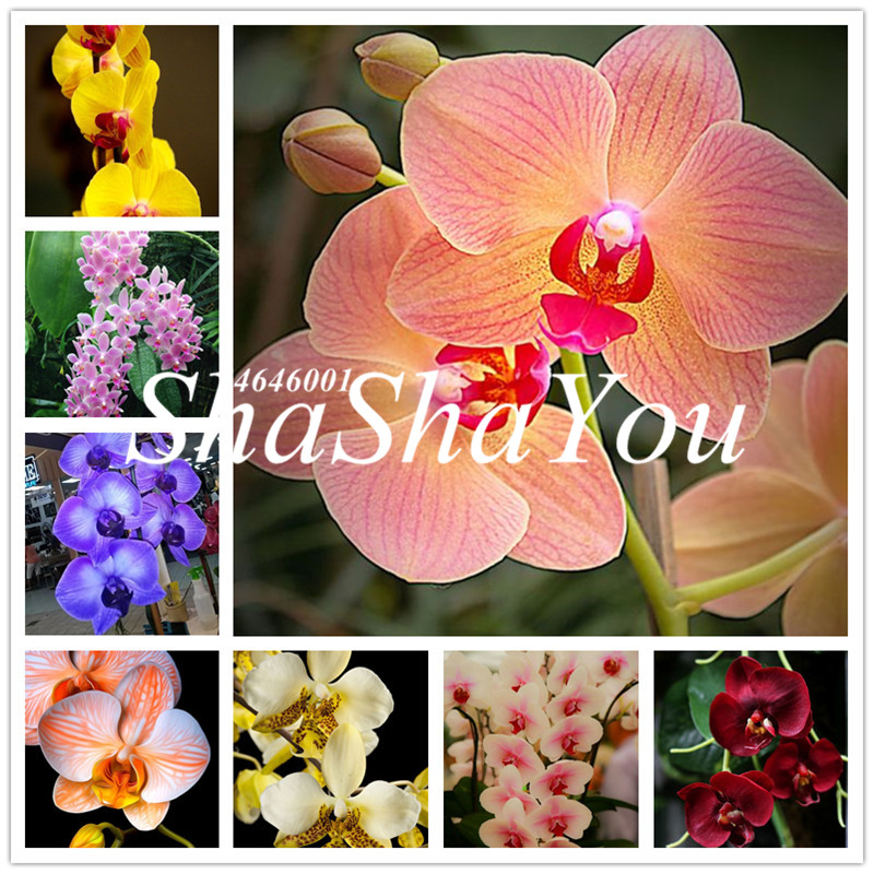 Phalaenopsis Giant Orchid flower Bonsai Big flowers for rooms indoor Orchid alive pots for orchids for garden Plants-200 pcs Seeds
Phalaenopsis Giant Orchid flower Bonsai Big flowers for rooms indoor Orchid alive pots for orchids for garden Plants-200 pcs Seeds