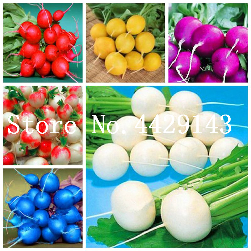 Cheap 100 Pcs Carrot Plant Blue delicious Yellow Radish Bonsai seeds Vegetables Plants Garden Men Loseweight Health Fruit And Vegetable Food
Cheap 100 Pcs Carrot Plant Blue delicious Yellow Radish Bonsai seeds Vegetables Plants Garden Men Loseweight Health Fruit And Vegetable Food