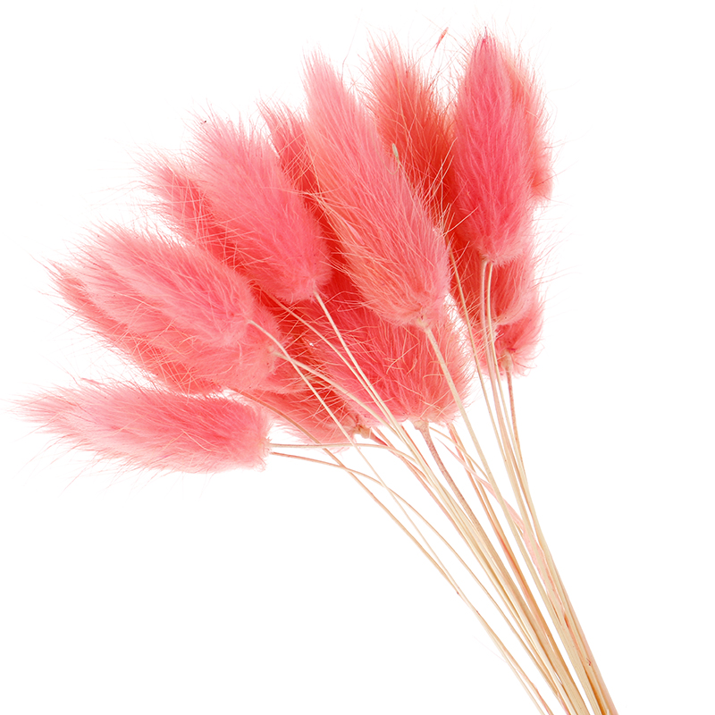 50pcs natural dried flowers plush white artificial flowers colorful fake rabbit tail grass foxtail bouquet long bunches artificial flower, Red
50pcs natural dried flowers plush white artificial flowers colorful fake rabbit tail grass foxtail bouquet long bunches artificial flower, Red