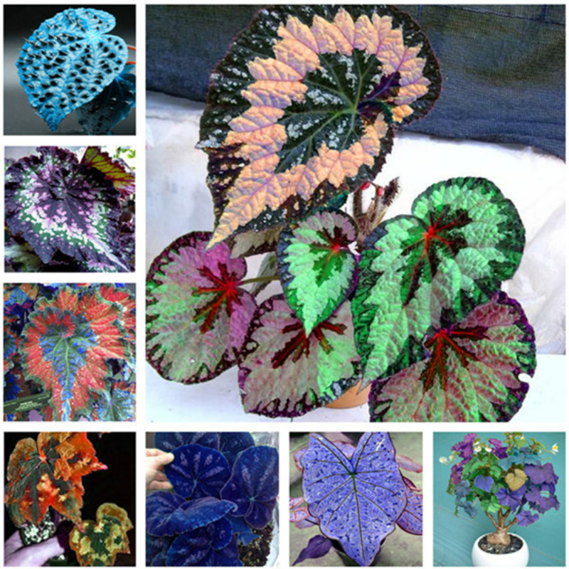 Hot Sale Seeds 100 Pcs Coleus plant Foliage bonsai Flowe Plant seeds plant VIP gift all kinds Flowers bonsai for home garden
Hot Sale Seeds 100 Pcs Coleus plant Foliage bonsai Flowe Plant seeds plant VIP gift all kinds Flowers bonsai for home garden