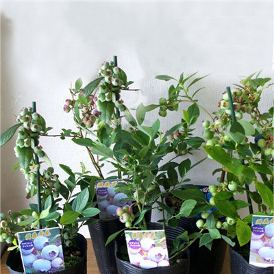 8 Kinds Blueberry Seed Fruit Seed Potted Bonsai Tree Plant Vaccinium Seed Garden Decoration Bonsai Flower Seeds-100 pcs for sale
8 Kinds Blueberry Seed Fruit Seed Potted Bonsai Tree Plant Vaccinium Seed Garden Decoration Bonsai Flower Seeds-100 pcs for sale