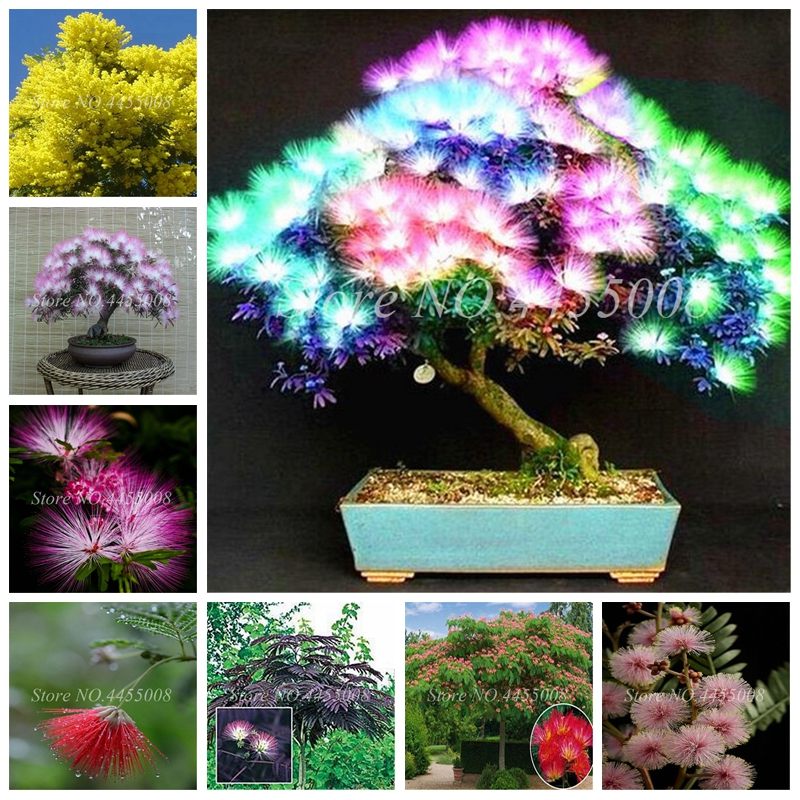100 pcs / bag Seeds Japanese Acacia Bonsai Tree Albizia julibrissin Durazz Perennial Indoor & Outdoor Flowers Pot Plant for Home Garden
100 pcs / bag Seeds Japanese Acacia Bonsai Tree Albizia julibrissin Durazz Perennial Indoor & Outdoor Flowers Pot Plant for Home Garden