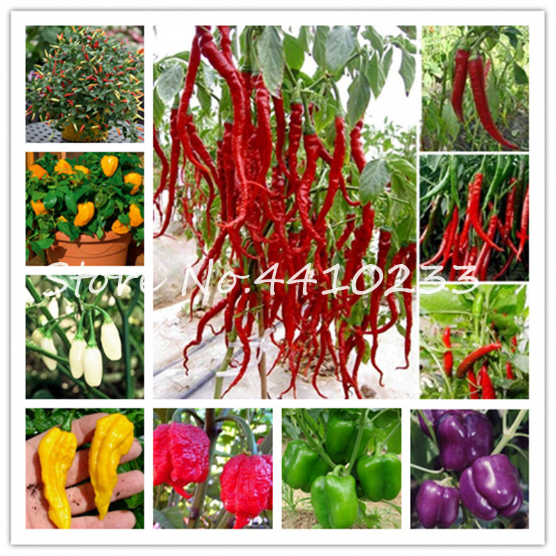 New Arrival 1000 Pcs Giant Spices Rainbow Hot Pepper Bonsai Plant Garden Supplies Interest Pot seeds Bonsai Plant For Happy Farm
New Arrival 1000 Pcs Giant Spices Rainbow Hot Pepper Bonsai Plant Garden Supplies Interest Pot seeds Bonsai Plant For Happy Farm
