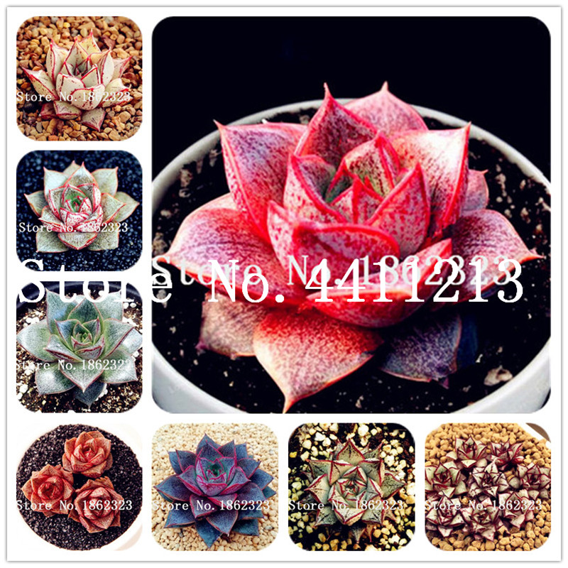 Hot Sale! 200 Pcs Echeveria Purpusorum Bonsai plant seeds Fresh Succulent Plant Home Rock Garden Gorgeous Round Leaf RARE Succulents Plant
Hot Sale! 200 Pcs Echeveria Purpusorum Bonsai plant seeds Fresh Succulent Plant Home Rock Garden Gorgeous Round Leaf RARE Succulents Plant