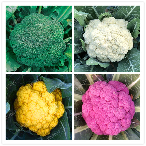 300 pcs Rare Organic Romanesco Tower Broccoli Bonsai seeds, Roman Cauliflower Fractal Heads Broccoflower Vegetables DIY Home & Garden
300 pcs Rare Organic Romanesco Tower Broccoli Bonsai seeds, Roman Cauliflower Fractal Heads Broccoflower Vegetables DIY Home & Garden