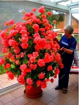 Hot Sale! Flower Seeds VIP gift 100 Pcs Climbing Geranium Bonsai Flower Garden balcony decoration plants
Hot Sale! Flower Seeds VIP gift 100 Pcs Climbing Geranium Bonsai Flower Garden balcony decoration plants