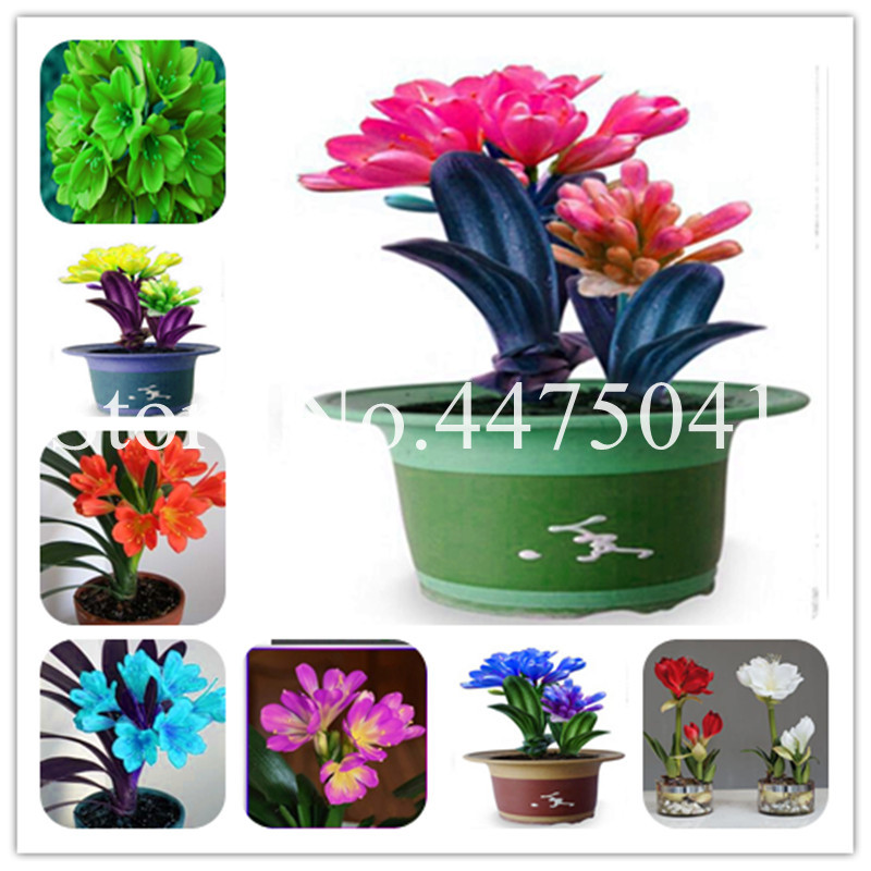 200 Pcs Clivia Bonsai plant seeds, Kefir Lily Flowers Decorative Garden Bonsai Plant For Home Garden Easy To Grow,Multiple Color To Choose
200 Pcs Clivia Bonsai plant seeds, Kefir Lily Flowers Decorative Garden Bonsai Plant For Home Garden Easy To Grow,Multiple Color To Choose