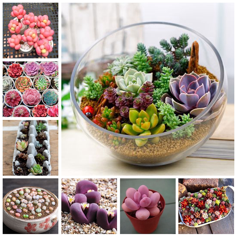 Hot Selling 500 pcs Seeds Beautiful Succulents Flower Plants Rare Bonsai Planta for a Perennial Garden Potted Tree for Home Decor
Hot Selling 500 pcs Seeds Beautiful Succulents Flower Plants Rare Bonsai Planta for a Perennial Garden Potted Tree for Home Decor