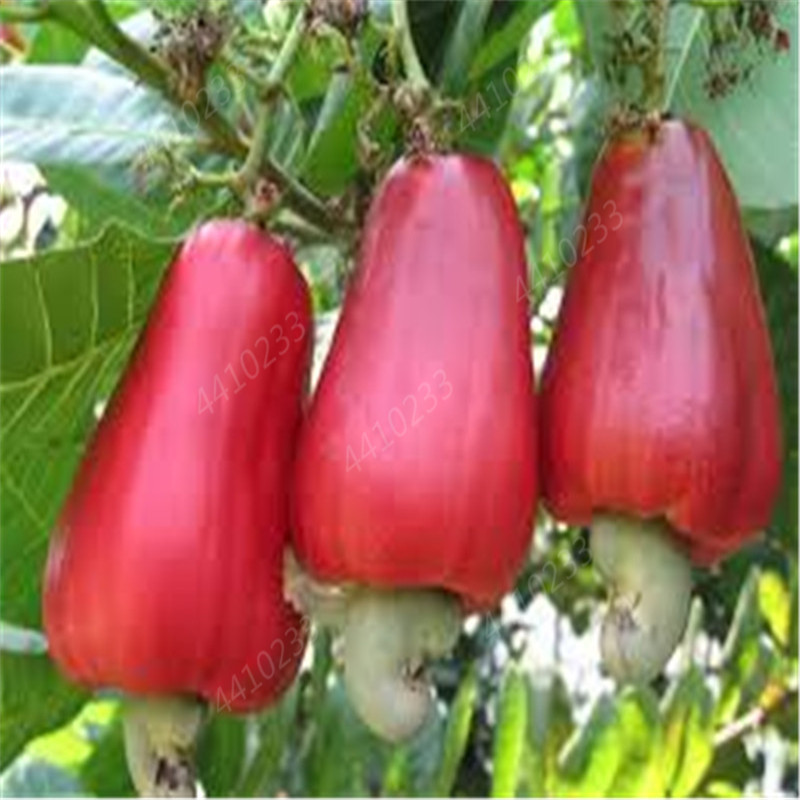 Garden Plants 10 pcs seeds Mini Cashew Tree Bonsai Anacardium Occidentale Rare Outdoor Plant Tree Potted Fruit Germ Natural Growth Variety of Colors Aerobic Potted
Garden Plants 10 pcs seeds Mini Cashew Tree Bonsai Anacardium Occidentale Rare Outdoor Plant Tree Potted Fruit Germ Natural Growth Variety of Colors Aerobic Potted