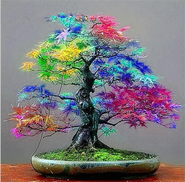 100% Genuine 30 pcs / bag Seeds Multicolor Maple Bonsai Tree Plant Flower Japanese Mini Maple Tree Planta for Courtyard Home Garden
100% Genuine 30 pcs / bag Seeds Multicolor Maple Bonsai Tree Plant Flower Japanese Mini Maple Tree Planta for Courtyard Home Garden