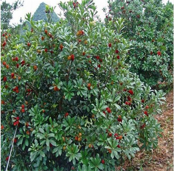 Sweet Myrica rubra Seeds Rare organic exotic Tropical fruit tree seeds edible fruit, Chinese Strawberry Tree Seeds 20 pcs/bag Free Shipping
Sweet Myrica rubra Seeds Rare organic exotic Tropical fruit tree seeds edible fruit, Chinese Strawberry Tree Seeds 20 pcs/bag Free Shipping