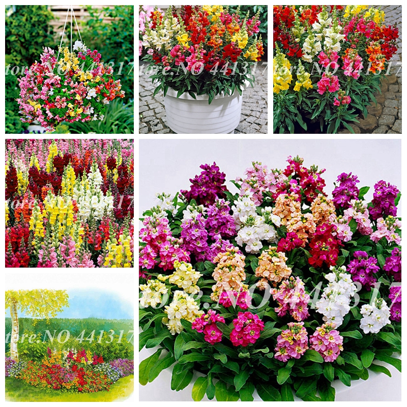 300 Pcs Seeds Colorful Snapdragon Bonsai Flower Heirloom Plant Outdoor & Indoor Charming Antirrhinum Majus Potted Garden Flore Planta
300 Pcs Seeds Colorful Snapdragon Bonsai Flower Heirloom Plant Outdoor & Indoor Charming Antirrhinum Majus Potted Garden Flore Planta