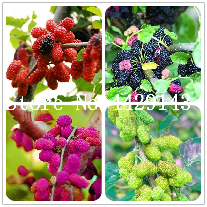 Heirloom Fruit Bonsai 300 pcs Seeds Blackberry Fruit Sweet Black Berry Giant Blackberries Triple Crown Blackberry Black Mulberry
Heirloom Fruit Bonsai 300 pcs Seeds Blackberry Fruit Sweet Black Berry Giant Blackberries Triple Crown Blackberry Black Mulberry