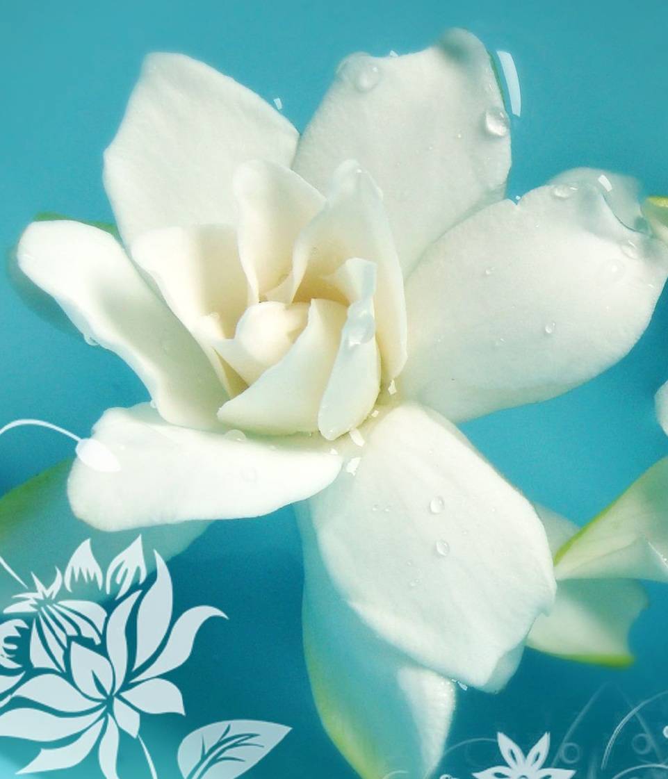 4pcs/set Unframed Onepiece White Flower Watery HD Print On Canvas Wall Art Picture For Home and Living Room Decor