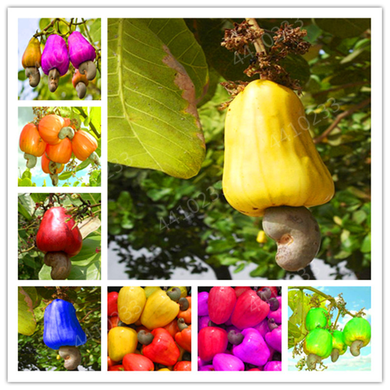 Garden Plant 10PCS Cashew Tree Seeds, Anacardium Occidentale flower Bonsai, Rare Tropical Plant Tree fruit Seeds
Garden Plant 10PCS Cashew Tree Seeds, Anacardium Occidentale flower Bonsai, Rare Tropical Plant Tree fruit Seeds
