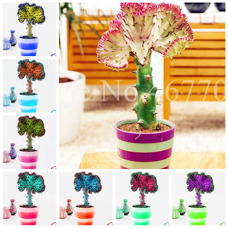 500 Pcs Seeds Bonsai Spurge Plant Fan-Shaped Succulent Plants Rare Cactus Succulent Potted For Home Garden Ornamental Planta Easy Grow
500 Pcs Seeds Bonsai Spurge Plant Fan-Shaped Succulent Plants Rare Cactus Succulent Potted For Home Garden Ornamental Planta Easy Grow