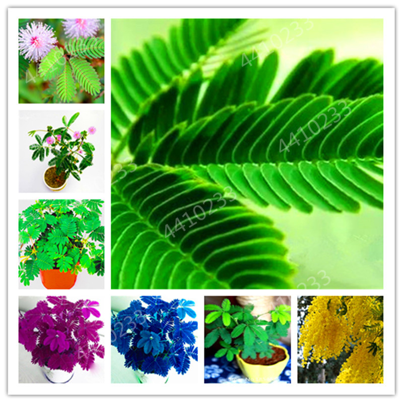 200 Pcs Colorful Mimosa Bonsai Balcony Tree Flower Funny Bashful Grass Plants Sensible Foliage Plants Perennial For Home Garden seeds