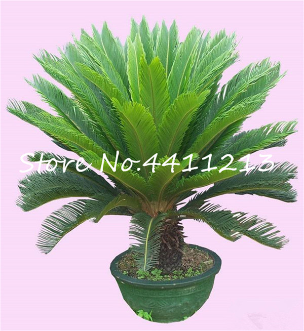 New Arrival ! 20 Pcs Cycas Tree, mini Sago Palm Tree bonsai flower seeds, budding rate 97% rare room potted plant for home garden
New Arrival ! 20 Pcs Cycas Tree, mini Sago Palm Tree bonsai flower seeds, budding rate 97% rare room potted plant for home garden
