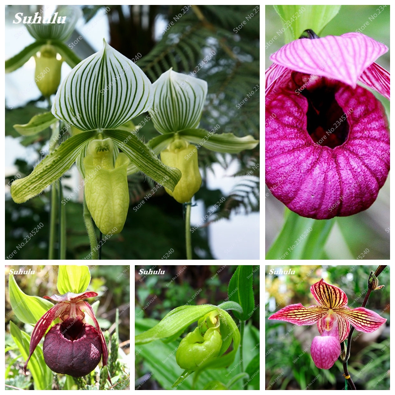 Bonsai Cypripedium Balcony Flower Plant Terrace Potted Flore Paphiopedilum Slipper Orchid For Home Garden Planting 200 Pcs/ bag Seeds
Bonsai Cypripedium Balcony Flower Plant Terrace Potted Flore Paphiopedilum Slipper Orchid For Home Garden Planting 200 Pcs/ bag Seeds