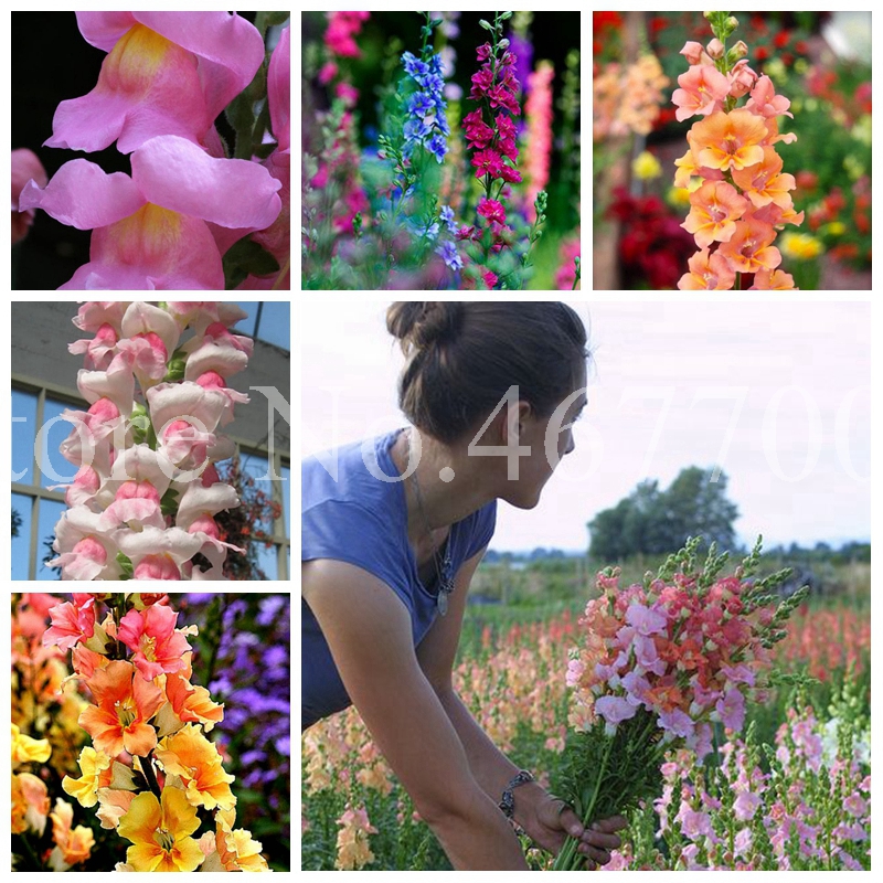200 Pcs Seeds Antirrhinum majus Bonsai Novel Bonsai Snapdragon Potted Fragrant Plant Courtyard Hybrids Flower DIY Home Garden Herb
200 Pcs Seeds Antirrhinum majus Bonsai Novel Bonsai Snapdragon Potted Fragrant Plant Courtyard Hybrids Flower DIY Home Garden Herb