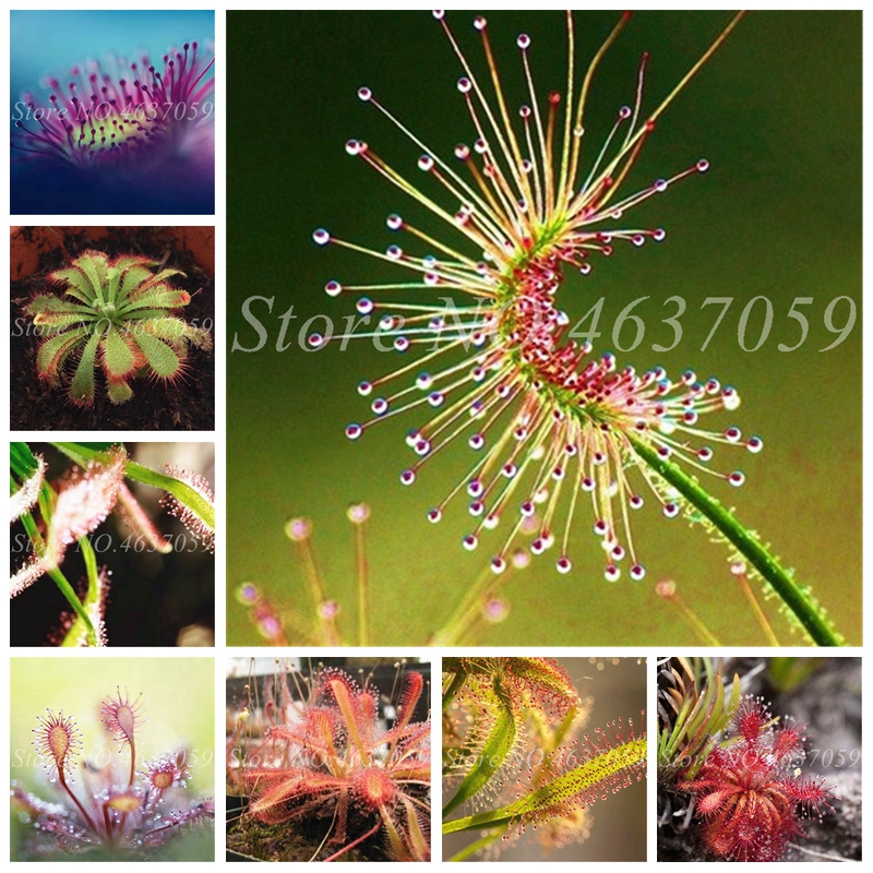 Bonsai Sundew Plant Mixed Enchantress Carnivorous Plants Pot Drosera Peltata Balcony Potted Radiation Protection 100 Pcs / bag
Bonsai Sundew Plant Mixed Enchantress Carnivorous Plants Pot Drosera Peltata Balcony Potted Radiation Protection 100 Pcs / bag