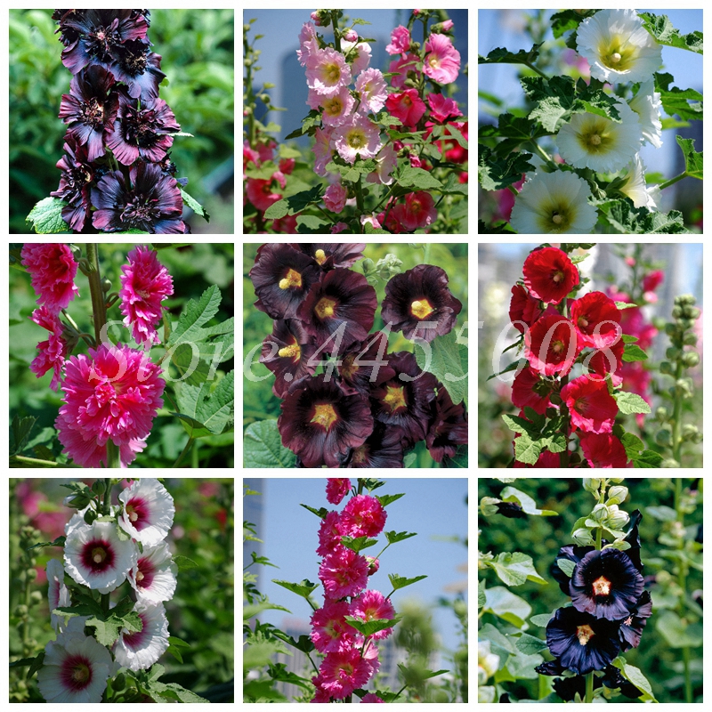 Real 500 Pcs/ Lot Mixed Hollyhock Seeds Bonsai Country Romance Flowering DIY Home Garden Planting Factory Whole Sale (Mixed Colors)
Real 500 Pcs/ Lot Mixed Hollyhock Seeds Bonsai Country Romance Flowering DIY Home Garden Planting Factory Whole Sale (Mixed Colors)