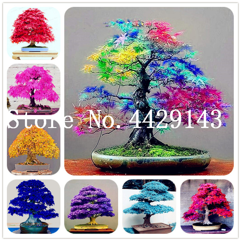 30 pcs Japanese Maple plants Rare Rainbow Color Very Beautiful Japan Plants For Diy Home Garden Bonsai Tree Gift flower seeds Shipping
30 pcs Japanese Maple plants Rare Rainbow Color Very Beautiful Japan Plants For Diy Home Garden Bonsai Tree Gift flower seeds Shipping