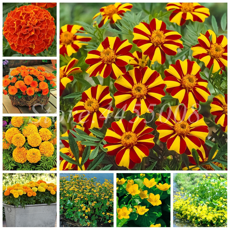 200 PCS/ bag Seeds Bonsai Marigold Plant Flower Plants Beautiful Flore Potted Planting For DIY Home Garden Perennial Ornamental Planta
200 PCS/ bag Seeds Bonsai Marigold Plant Flower Plants Beautiful Flore Potted Planting For DIY Home Garden Perennial Ornamental Planta