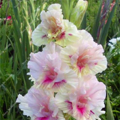 50 pcs/bag gladiolus seed,(not gladiolus bulbs),gladiolus flower seeds,97% budding rare sword lily seeds Aerobic potted plants
50 pcs/bag gladiolus seed,(not gladiolus bulbs),gladiolus flower seeds,97% budding rare sword lily seeds Aerobic potted plants