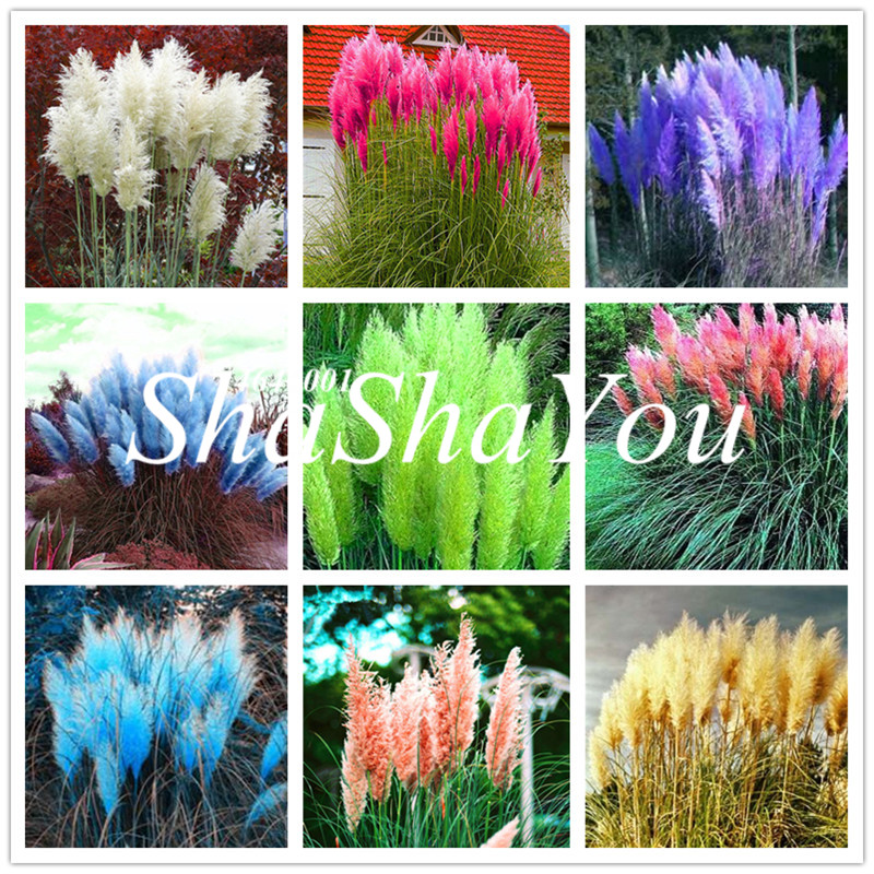 300 pcs Seeds Pampas bonsai,Pampas Grass Plant,Ornamental Plant Flowers Cortaderia Selloana Grass plant Pampas Garss for Home Garden
300 pcs Seeds Pampas bonsai,Pampas Grass Plant,Ornamental Plant Flowers Cortaderia Selloana Grass plant Pampas Garss for Home Garden