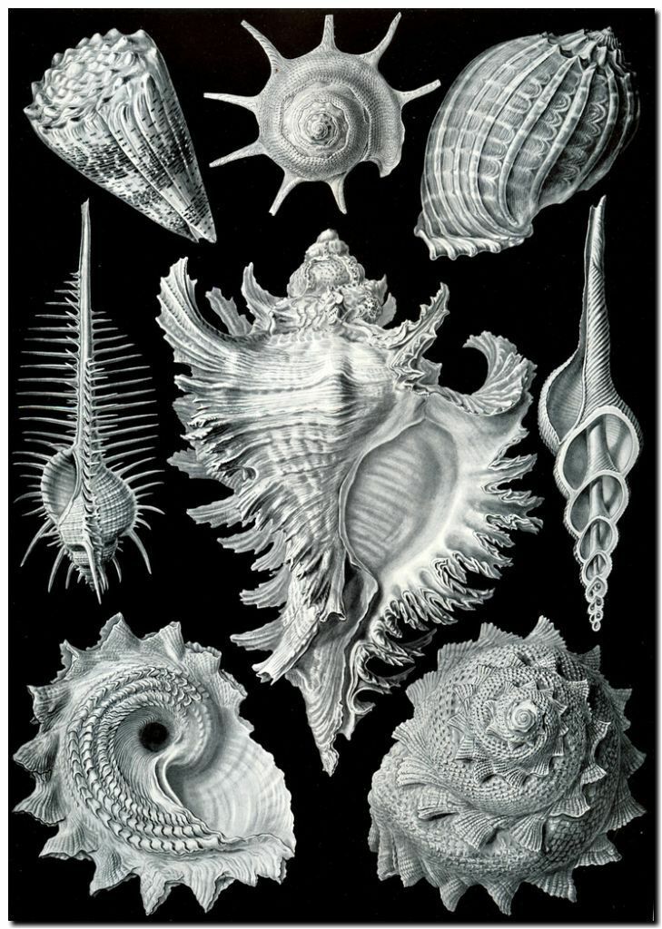 ERNST HAECKEL Nouveau Sea Shell Home Decor Handpainted &HD Print Oil Painting On Canvas Wall Art Canvas Pictures 191118
ERNST HAECKEL Nouveau Sea Shell Home Decor Handpainted &HD Print Oil Painting On Canvas Wall Art Canvas Pictures 191118