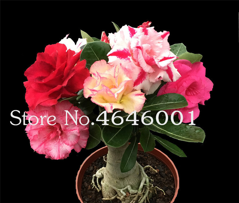 Hot Selling Bonsai Adenium Obesum plant Balcony Flowers plants 3 Pcs Seeds Rainbow Desert Rose Bonsai For Home Garden Easy To Grow
Hot Selling Bonsai Adenium Obesum plant Balcony Flowers plants 3 Pcs Seeds Rainbow Desert Rose Bonsai For Home Garden Easy To Grow