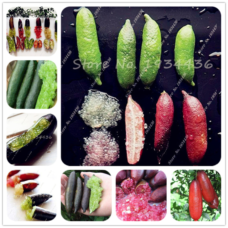 50 Pcs Ice Pink Finger Fruit Lime Seeds Rare Pomegranate Seeds,Bonsai Fruit Seeds,Sweet for Home Garden Plant Balcony Rare Plants
50 Pcs Ice Pink Finger Fruit Lime Seeds Rare Pomegranate Seeds,Bonsai Fruit Seeds,Sweet for Home Garden Plant Balcony Rare Plants