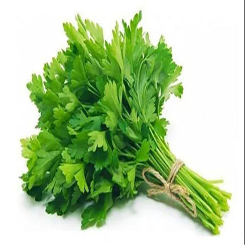Hot Sale! parsley 300pcs Seeds Bonsai Potted Green healthy organic vegetable bonsai for Home & Garden Pot
Hot Sale! parsley 300pcs Seeds Bonsai Potted Green healthy organic vegetable bonsai for Home & Garden Pot